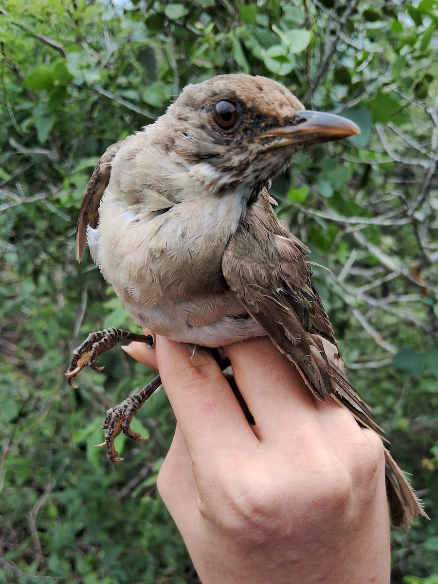 Creamy-bellied Thrush - ML620172377