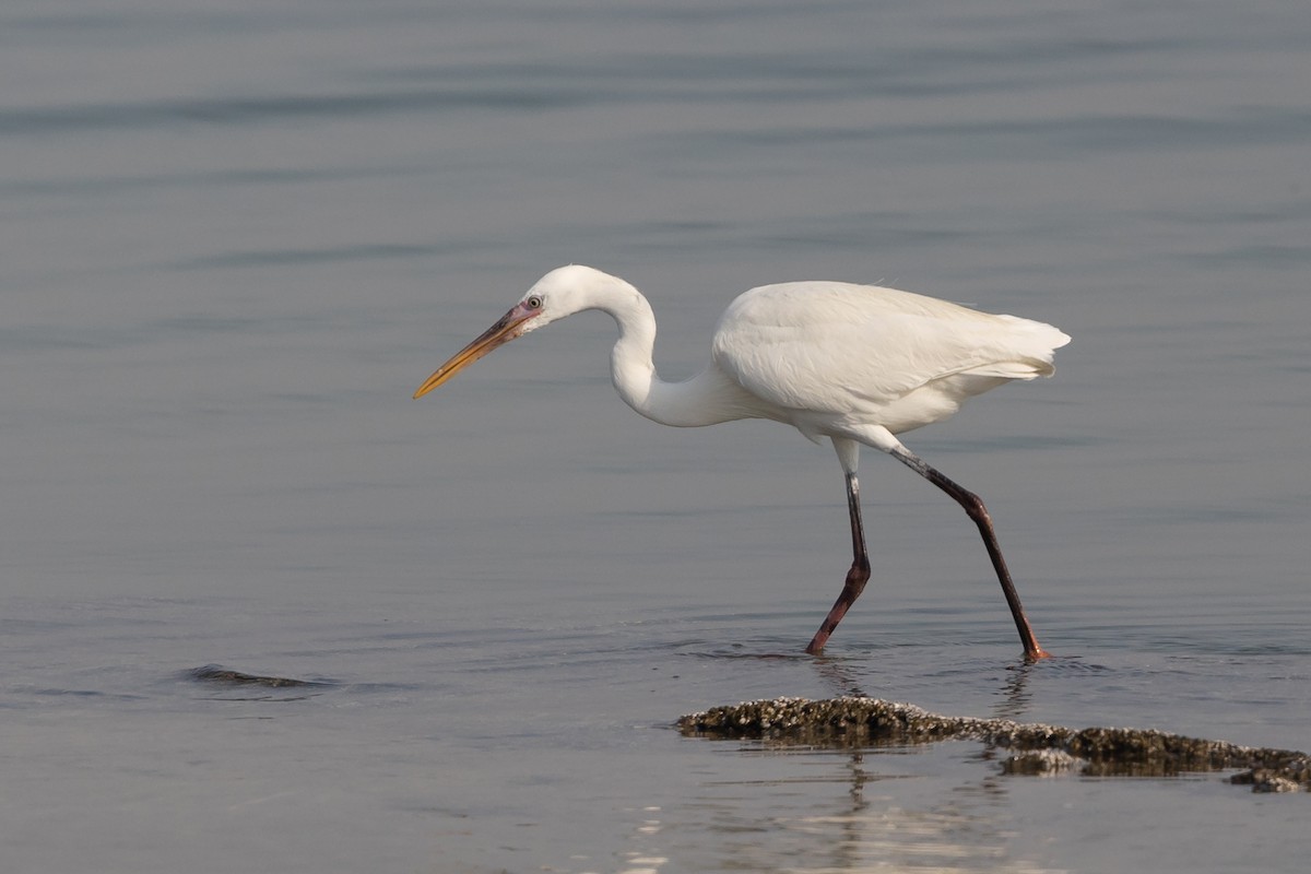 Western Reef-Heron - ML620172378