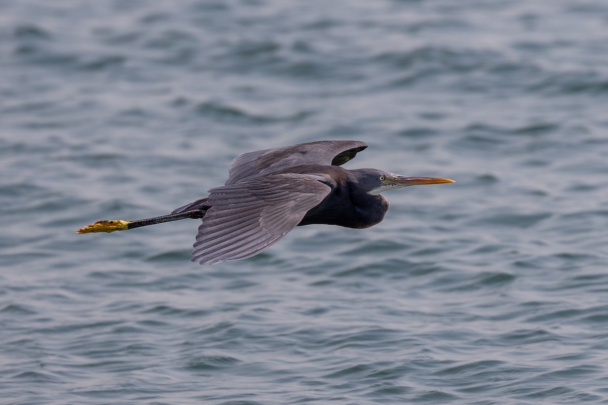 Western Reef-Heron - ML620172380