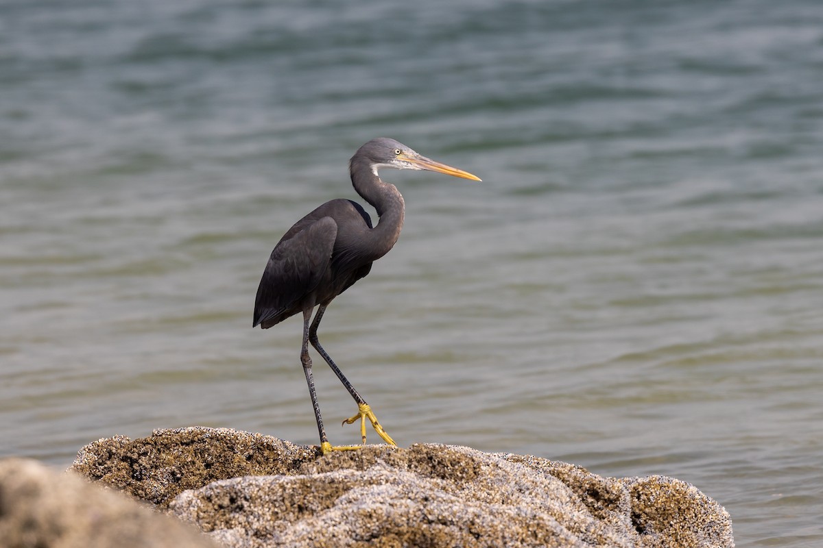 Western Reef-Heron - ML620172382