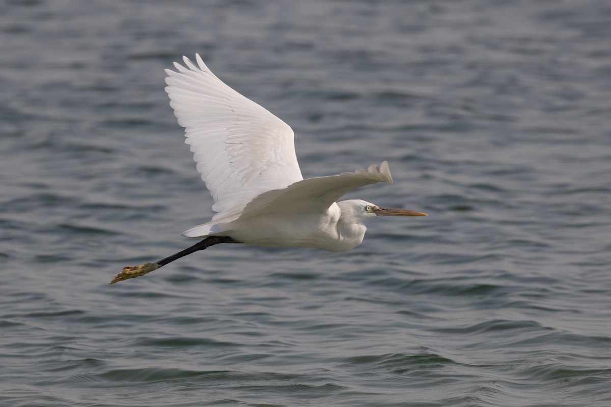 Western Reef-Heron - ML620172383