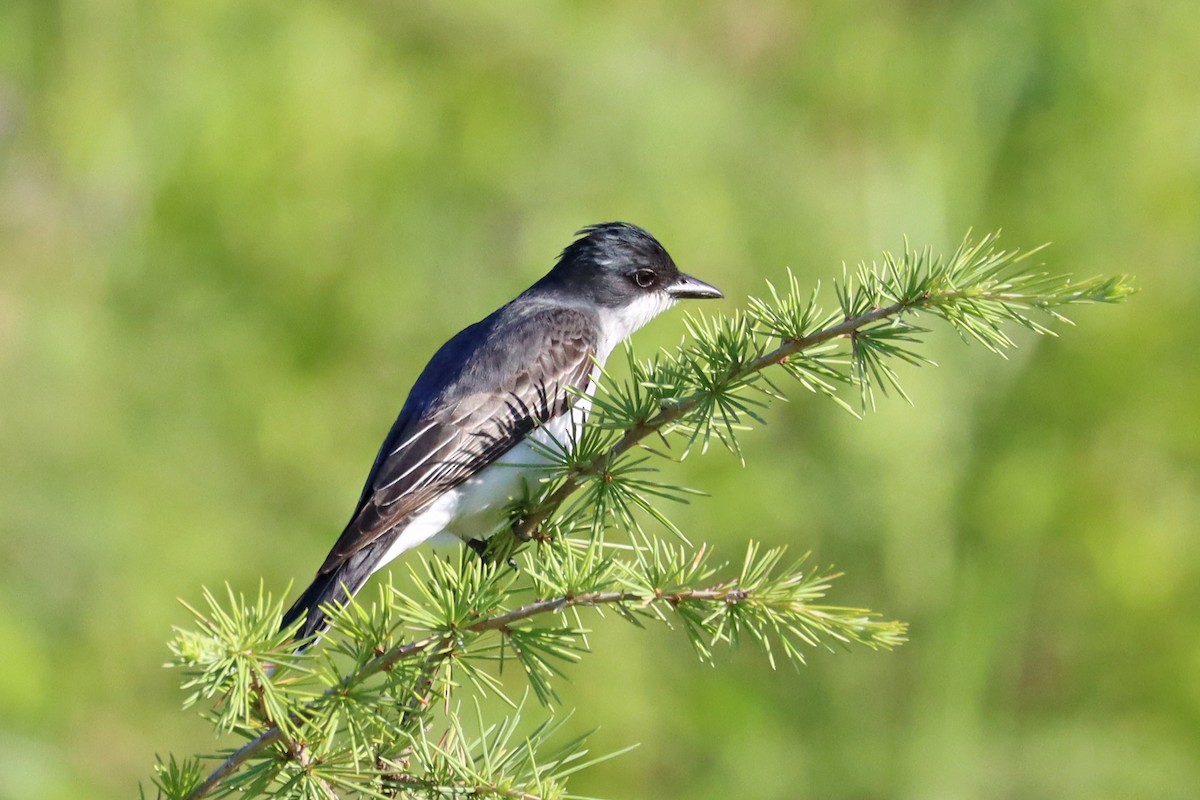 Eastern Kingbird - ML620172385