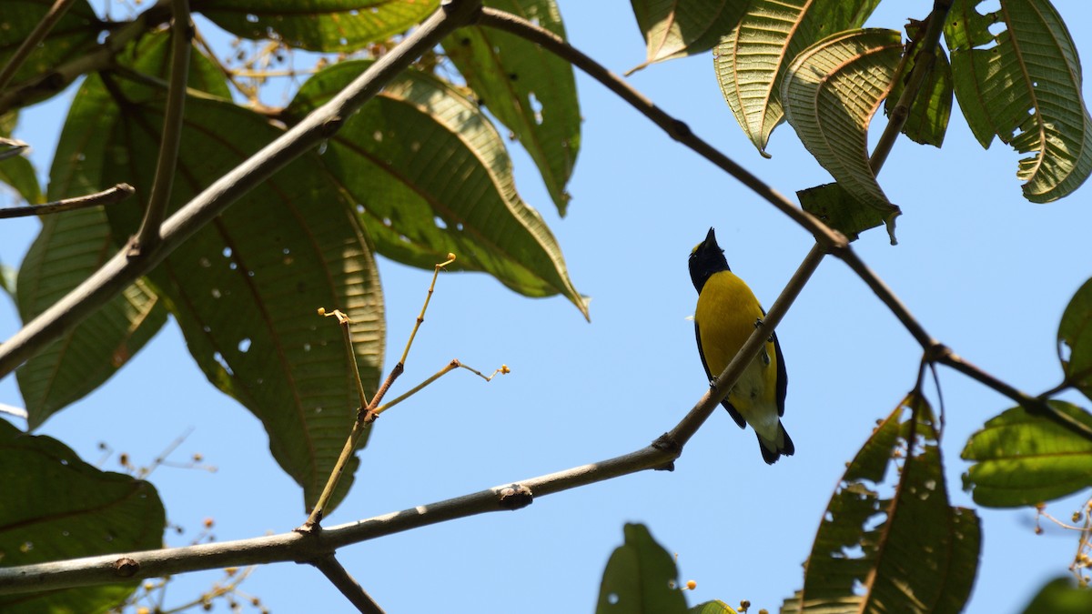 White-vented Euphonia - ML620172386