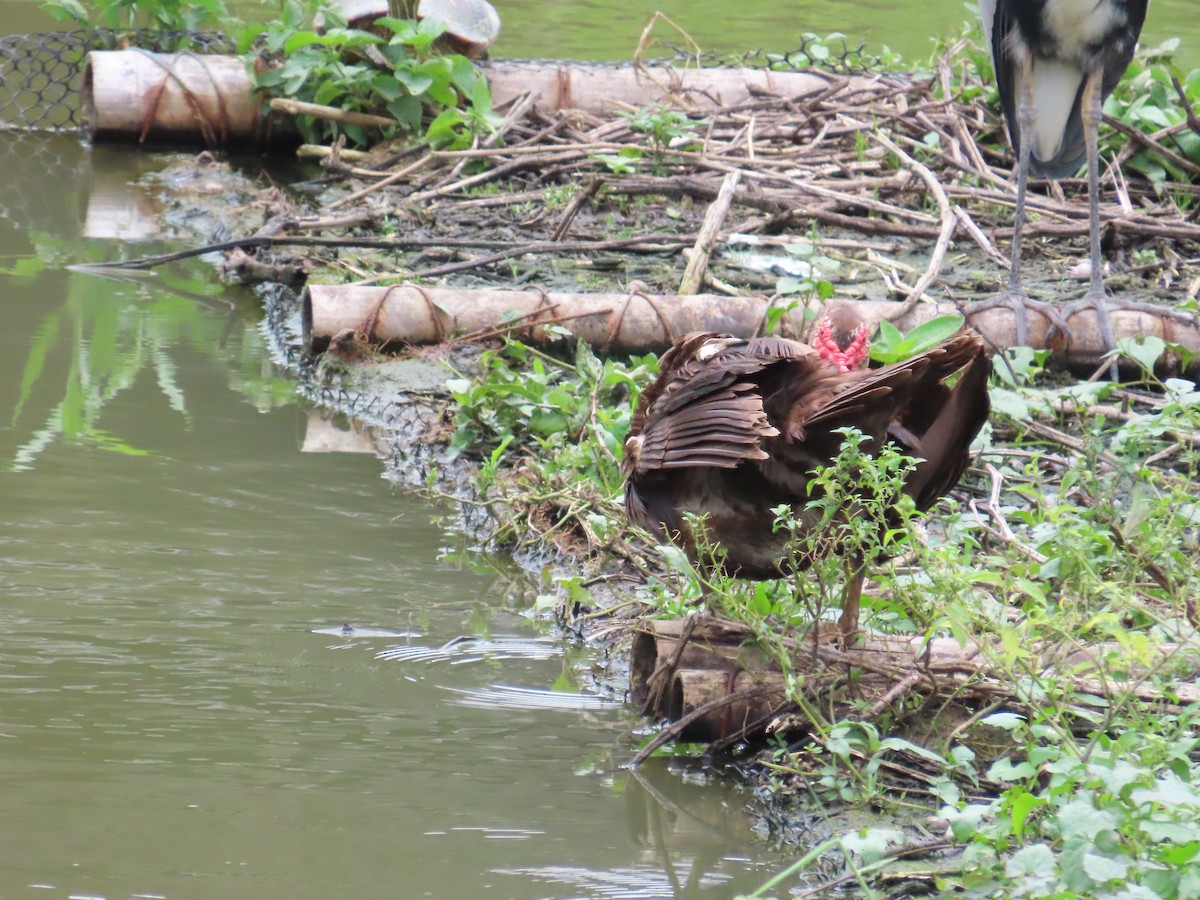 Muscovy Duck (Domestic type) - ML620172387