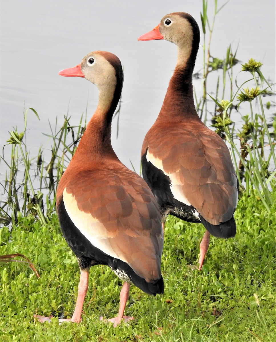 Black-bellied Whistling-Duck - ML620172388