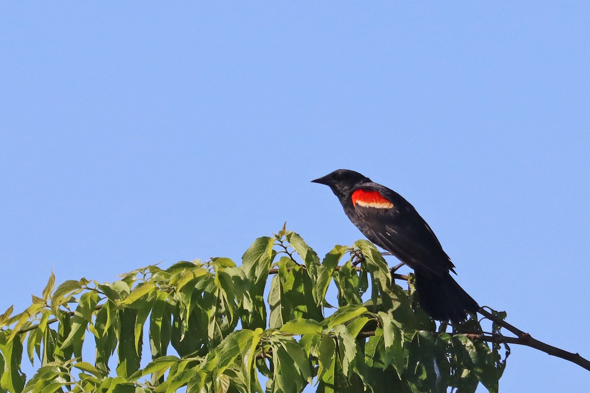 Red-winged Blackbird - ML620172390