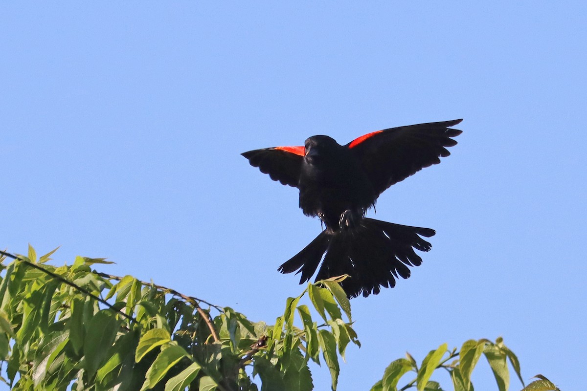 Red-winged Blackbird - ML620172391