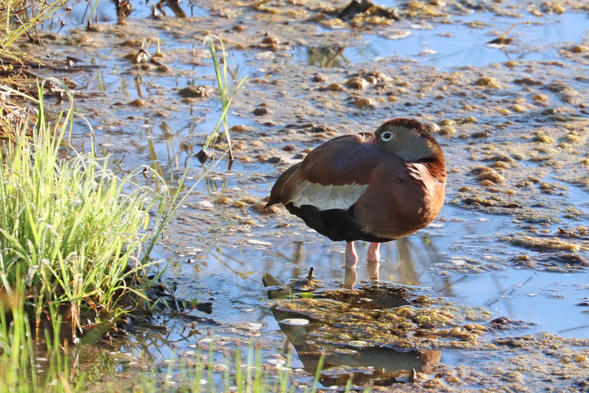 Black-bellied Whistling-Duck - ML620172393