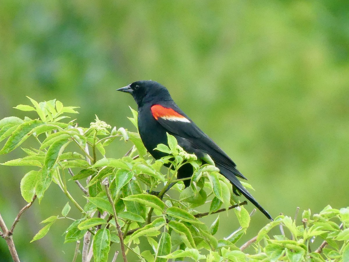 Red-winged Blackbird - ML620172397