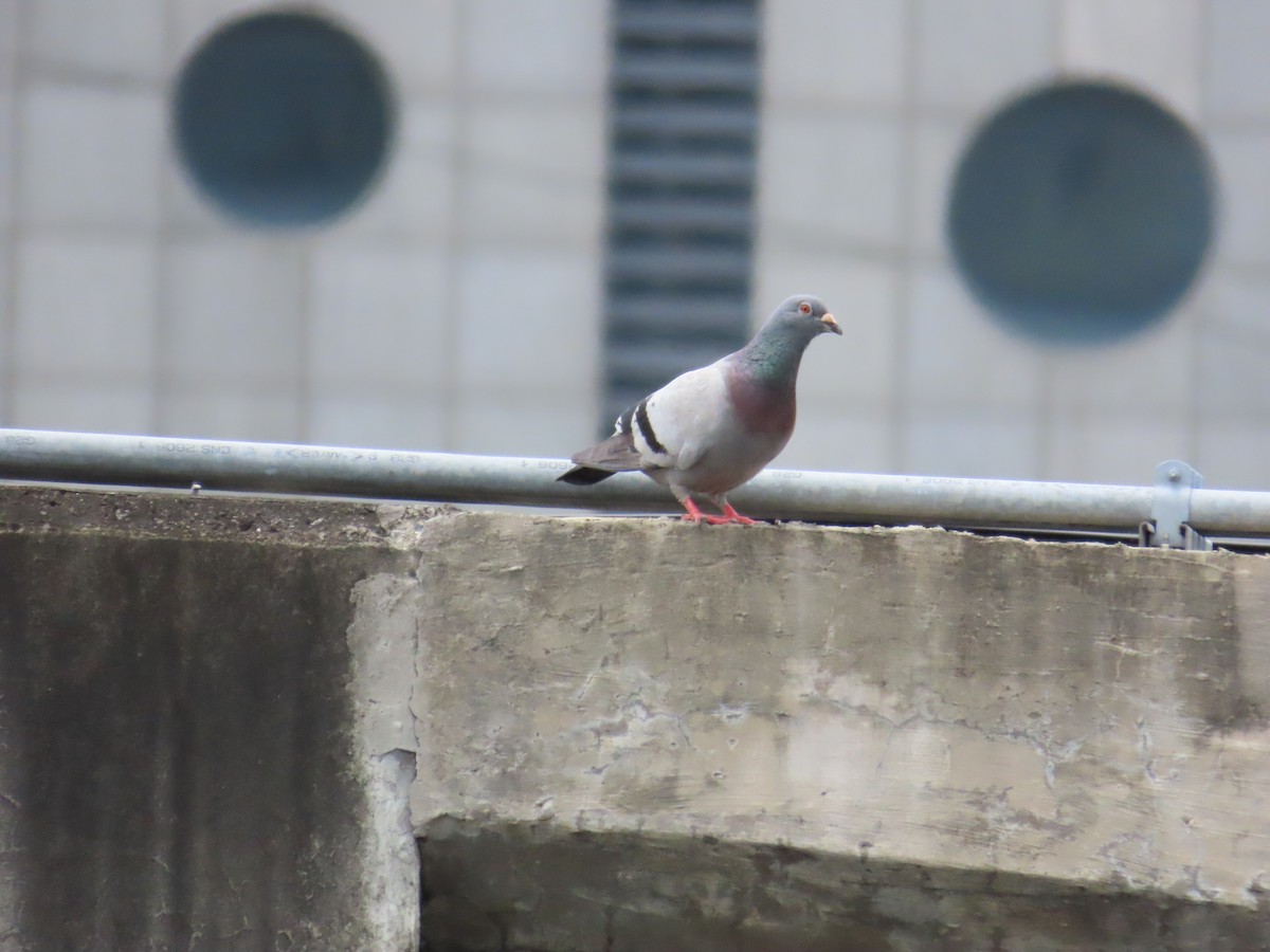 Rock Pigeon (Feral Pigeon) - ML620172411