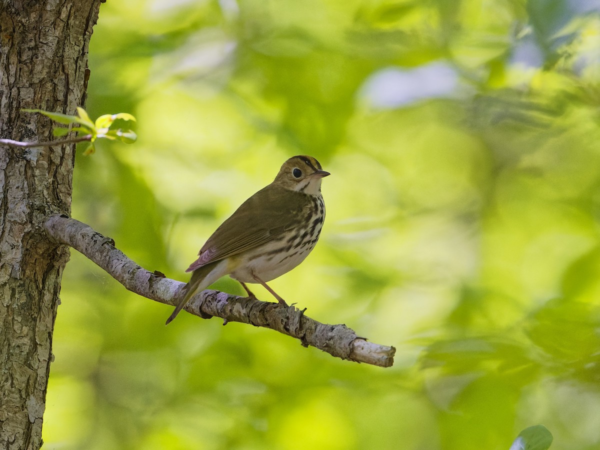 Ovenbird - ML620172438