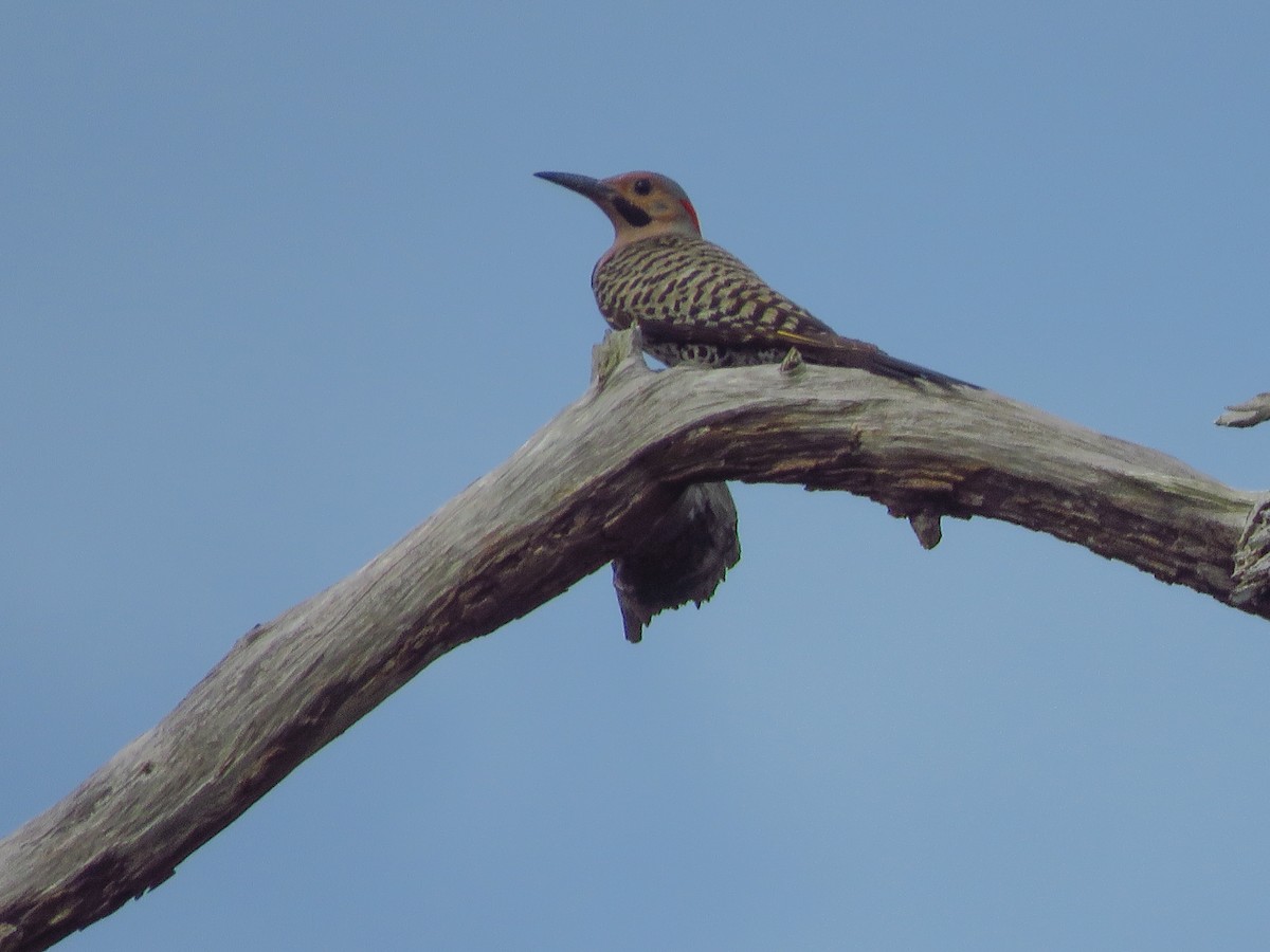 Northern Flicker (Yellow-shafted) - ML620172450
