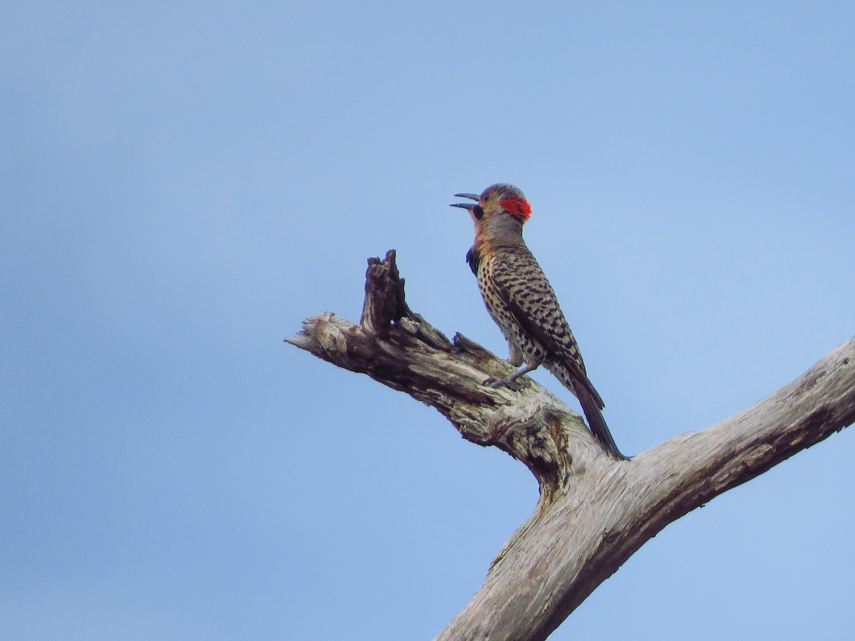 Northern Flicker (Yellow-shafted) - ML620172451