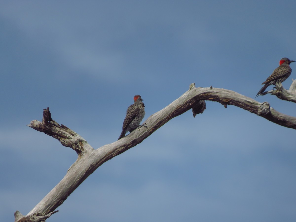 Northern Flicker (Yellow-shafted) - ML620172452