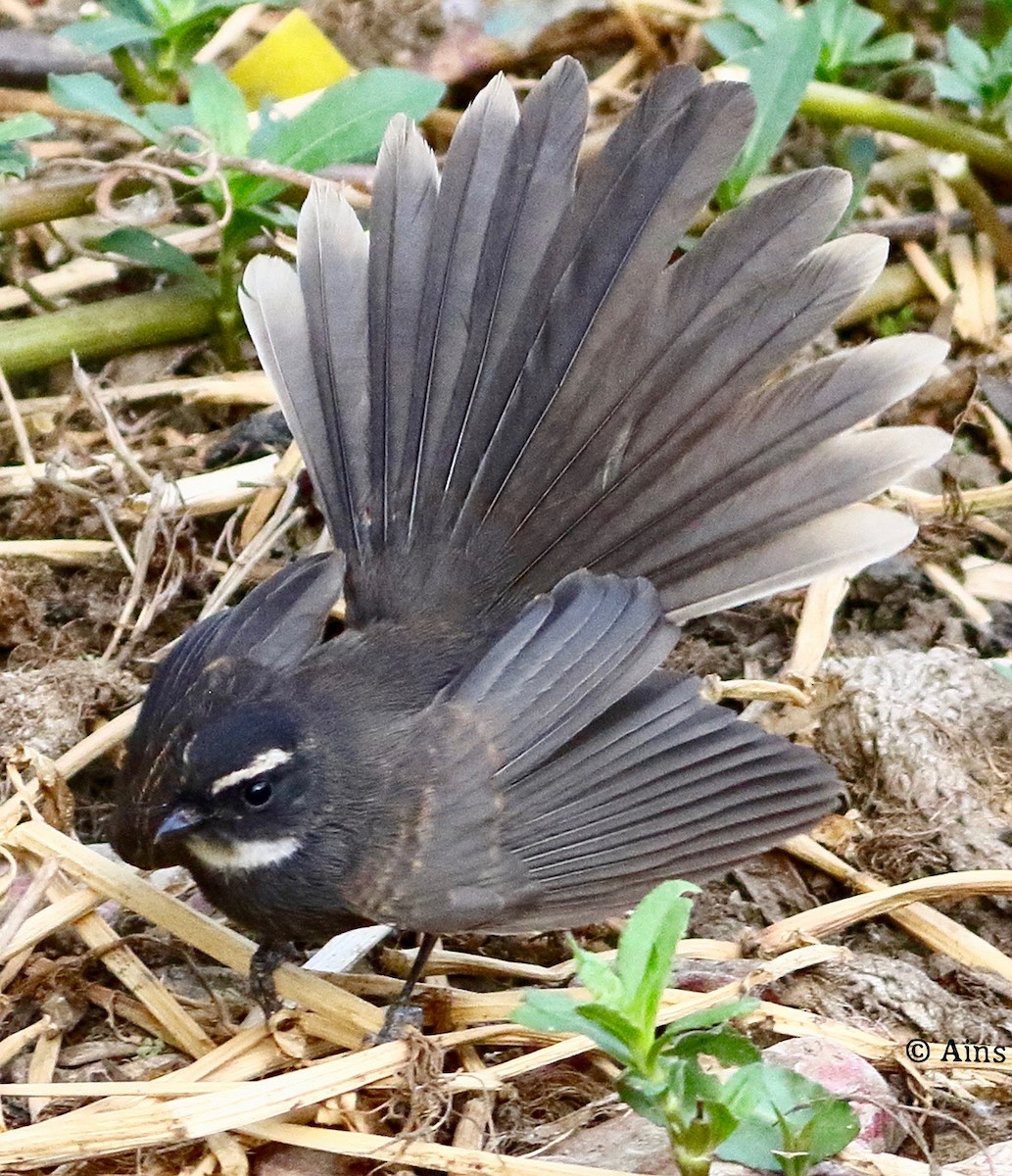 Spot-breasted Fantail - ML620172454