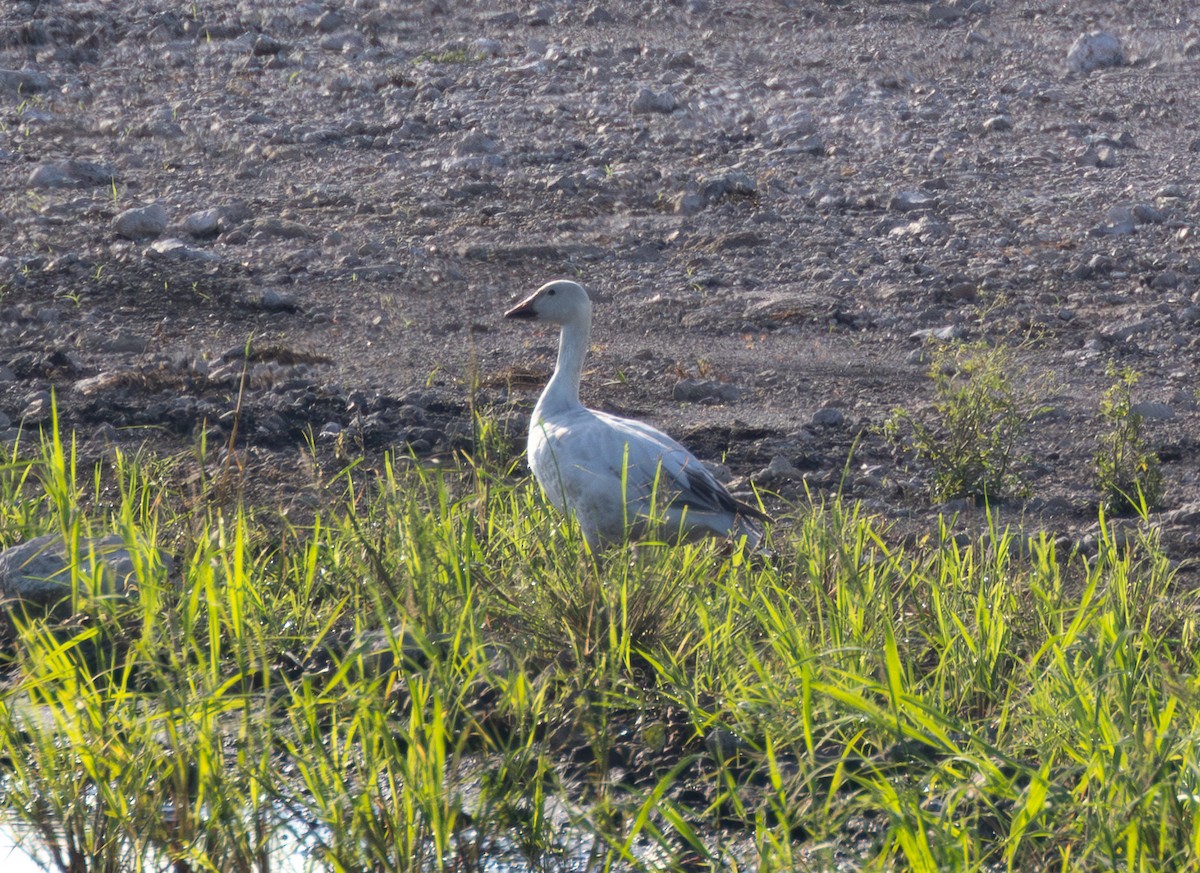 Snow Goose - ML620172460