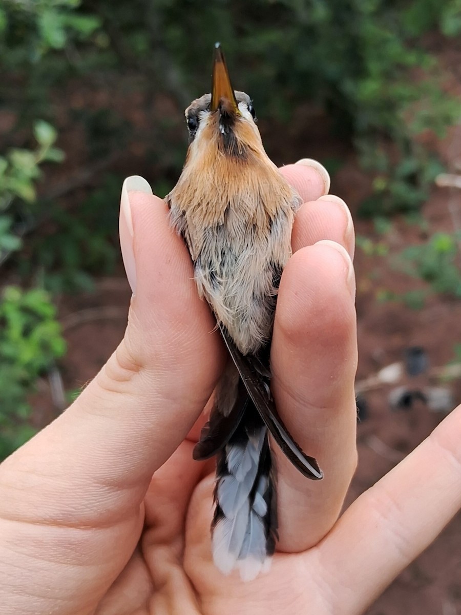Клинохвостый колибри-отшельник - ML620172475