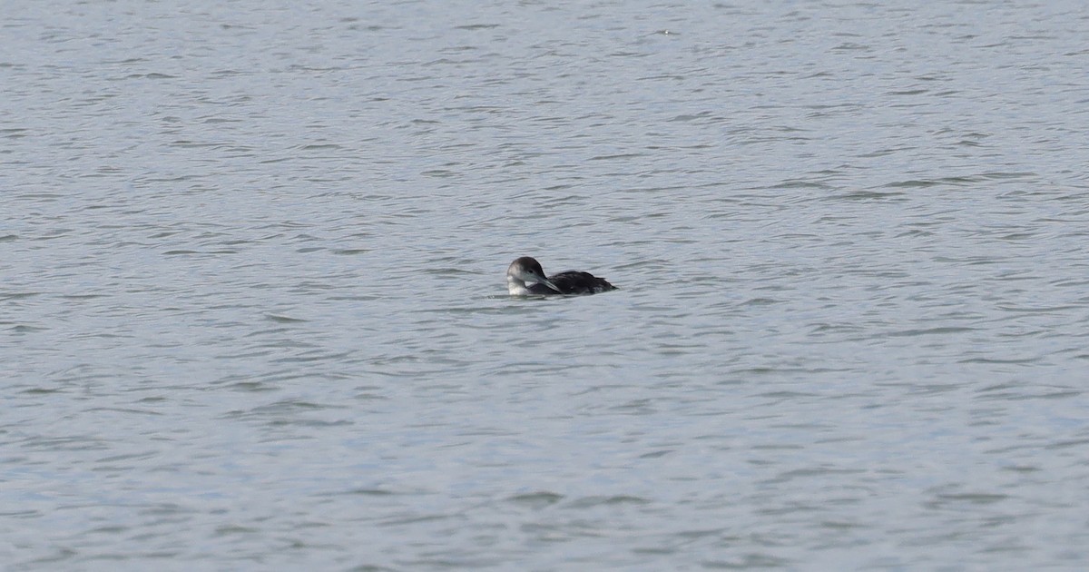 Common Loon - ML620172480