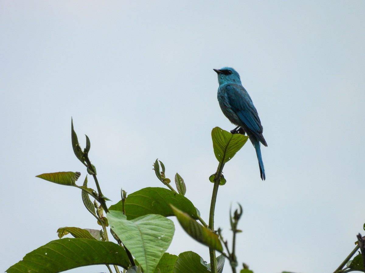 Verditer Flycatcher - ML620172494