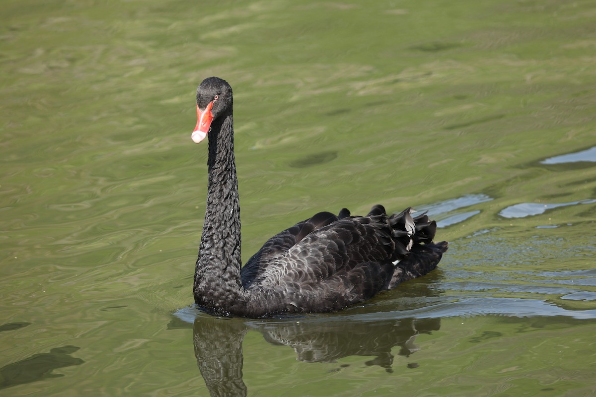 Black Swan - ML620172500