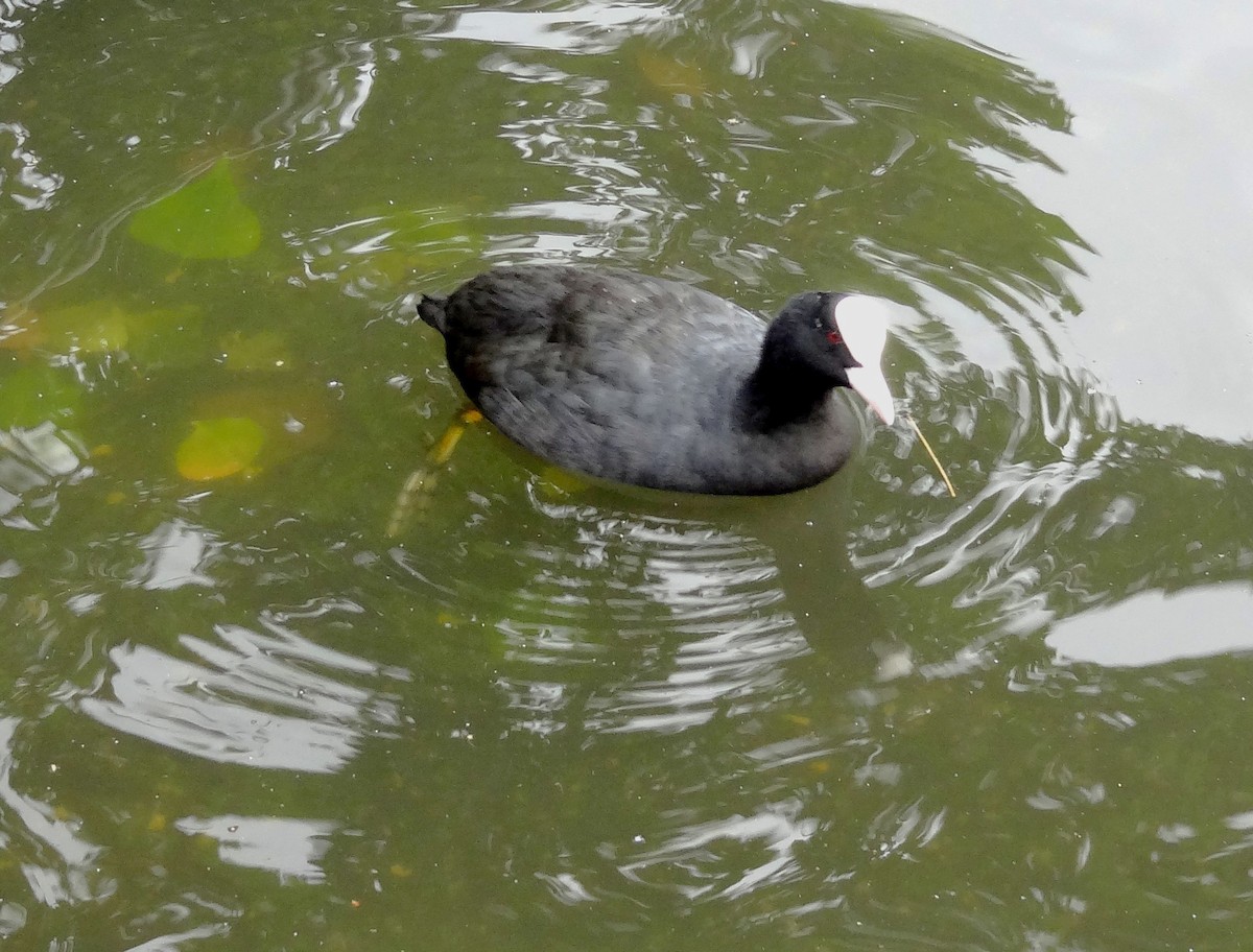 Eurasian Coot - ML620172509