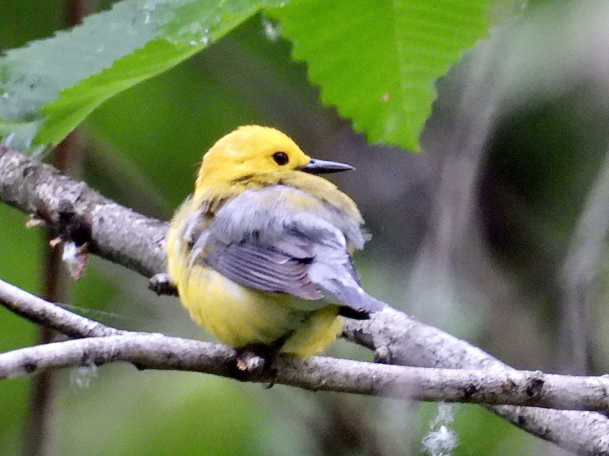 Prothonotary Warbler - ML620172510