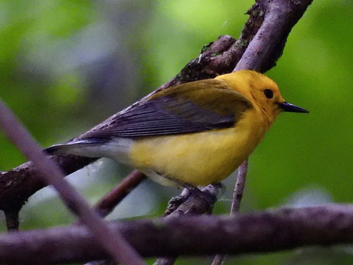 Prothonotary Warbler - ML620172512