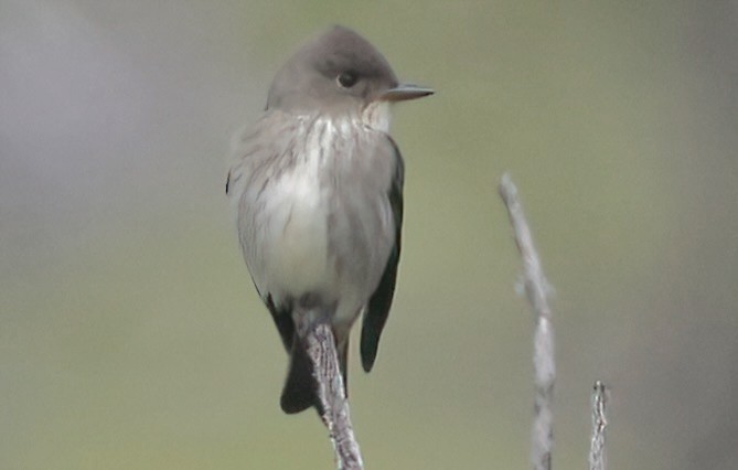 Olive-sided Flycatcher - ML620172515