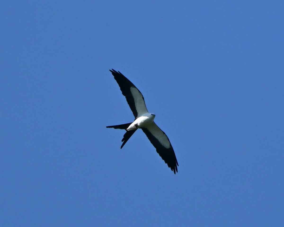 Swallow-tailed Kite - ML620172525