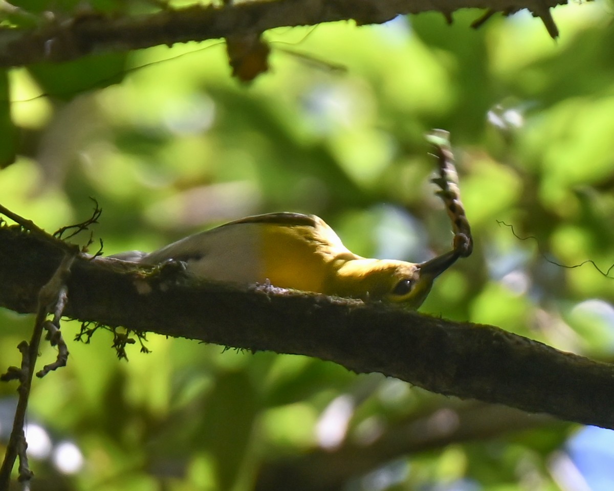 Viréo à gorge jaune - ML620172528