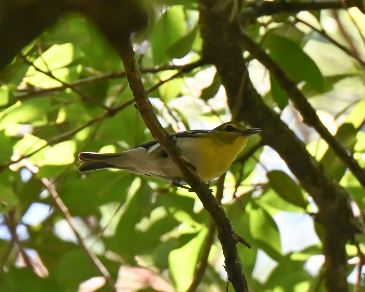 Viréo à gorge jaune - ML620172530