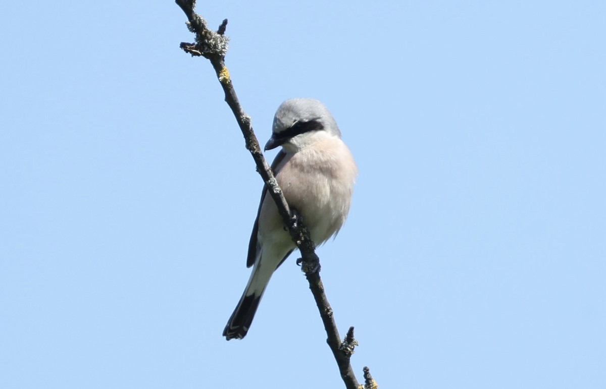 Red-backed Shrike - ML620172538