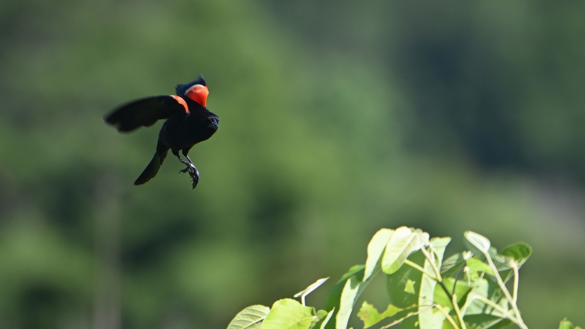 Red-winged Blackbird - ML620172540