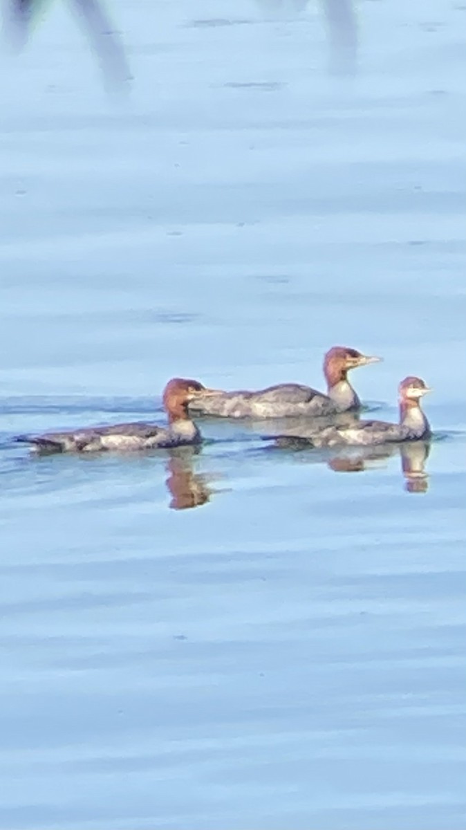 Common Merganser - ML620172546