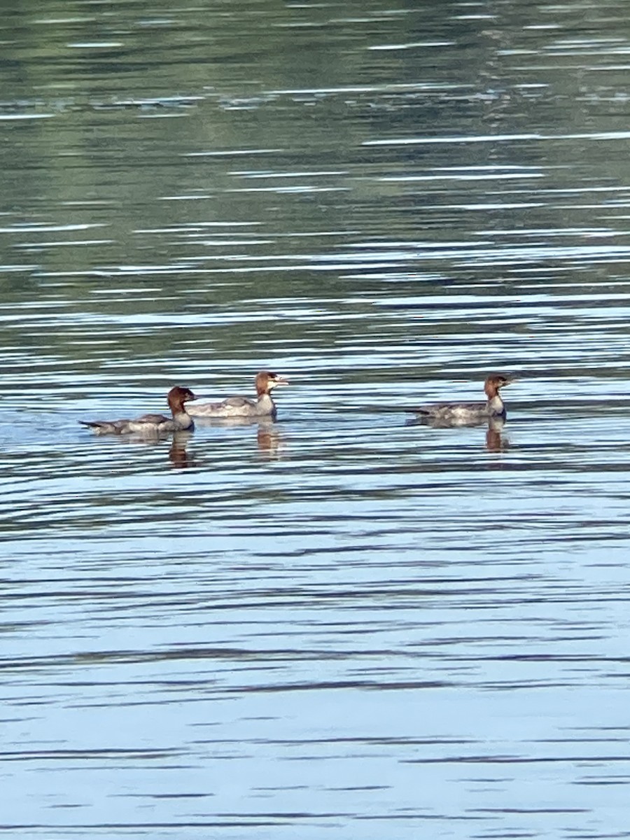 Common Merganser - ML620172548