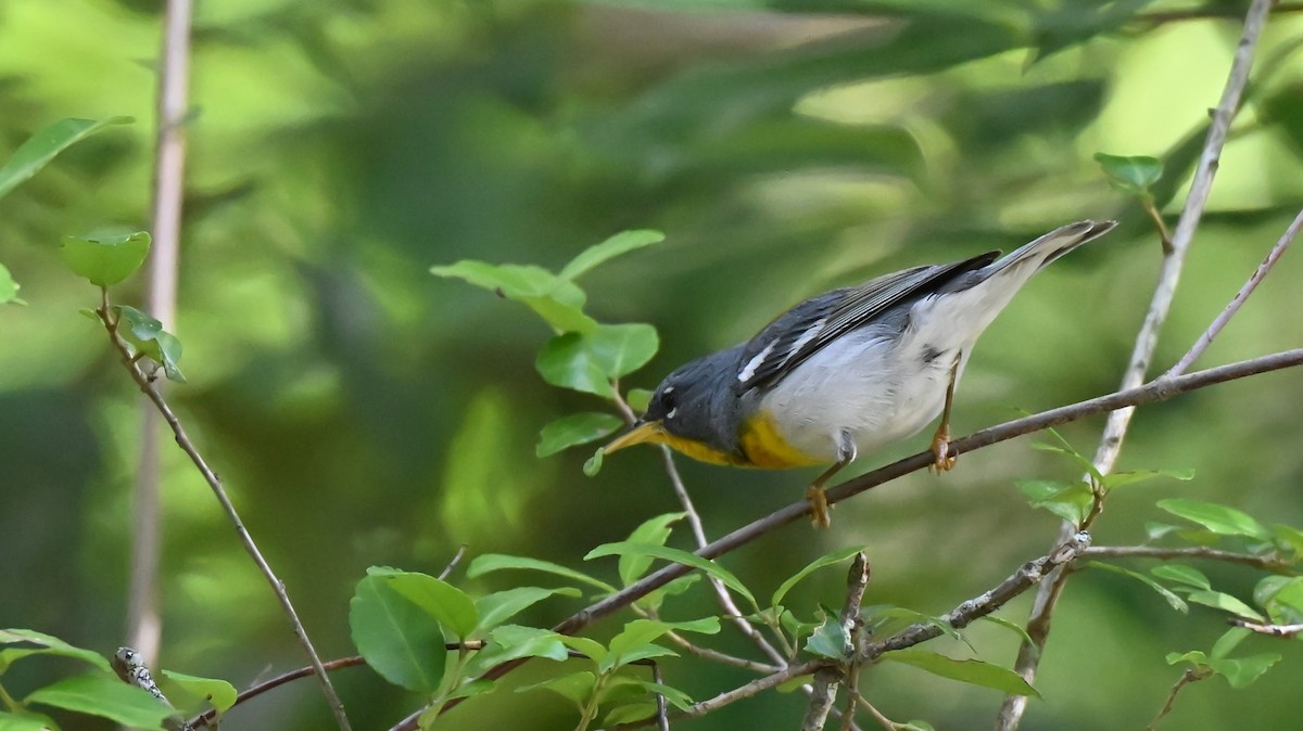 Northern Parula - ML620172550