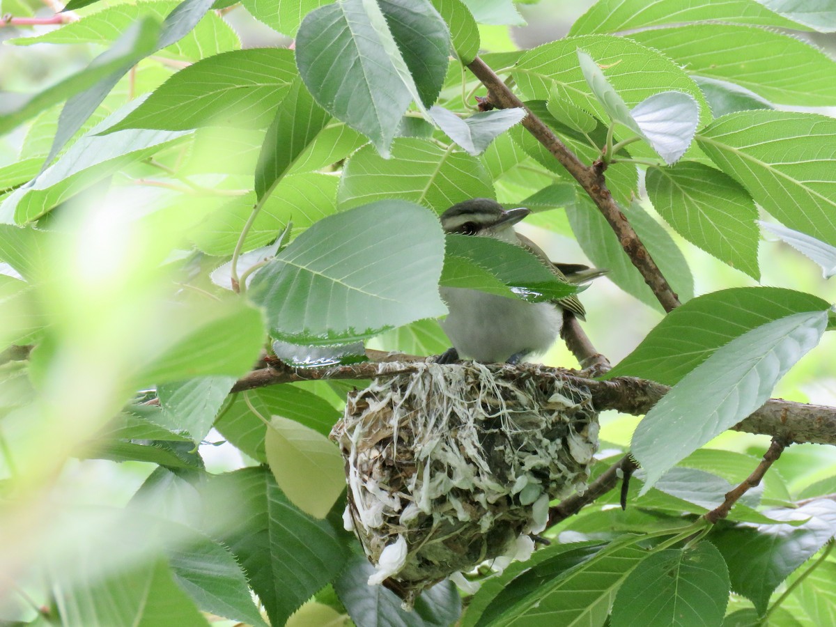 Vireo Ojirrojo - ML620172553