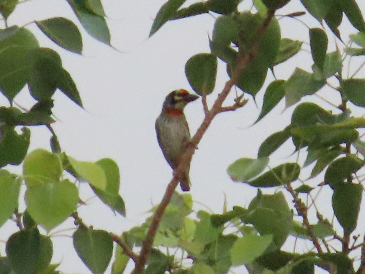 Al Göğüslü Barbet - ML620172558