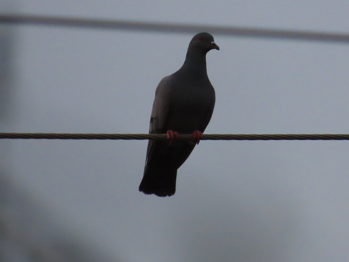 Rock Pigeon (Feral Pigeon) - ML620172559