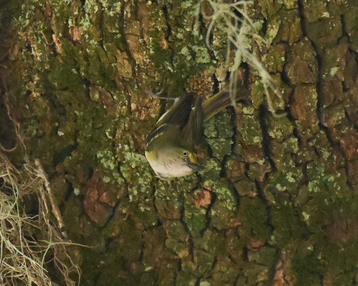 Vireo Ojiblanco - ML620172563