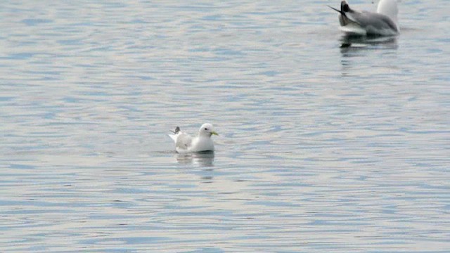 Black-legged Kittiwake (tridactyla) - ML620172565