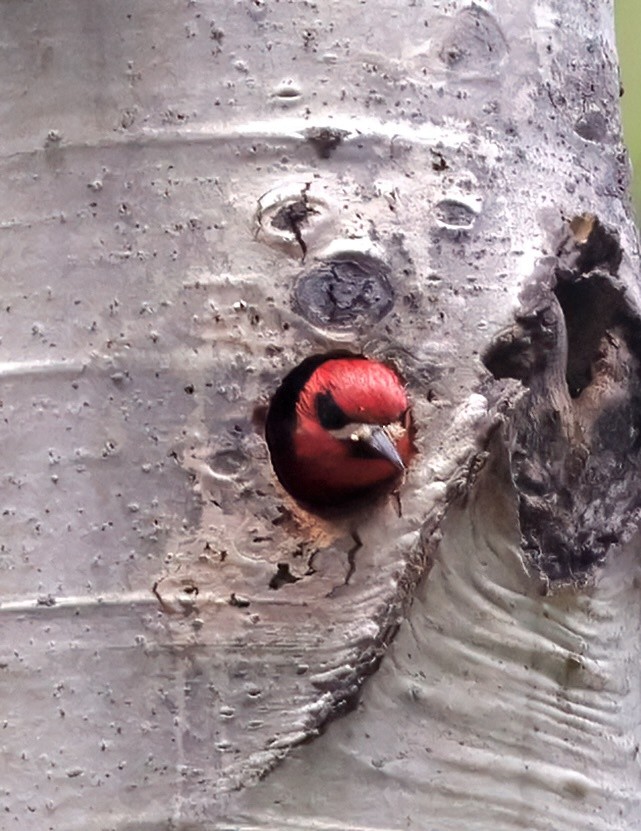 Red-breasted Sapsucker - ML620172569