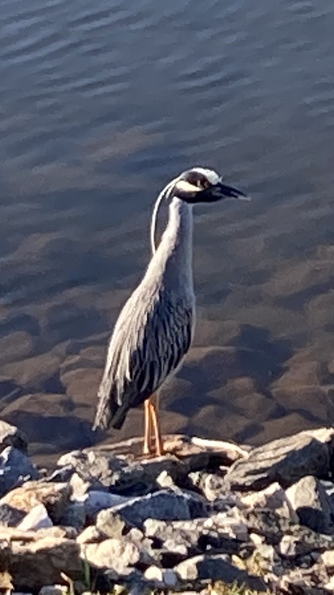 Yellow-crowned Night Heron - ML620172571