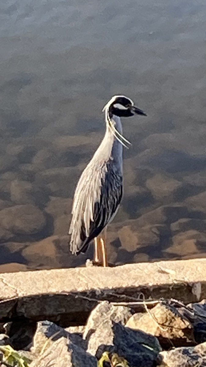 Yellow-crowned Night Heron - ML620172572