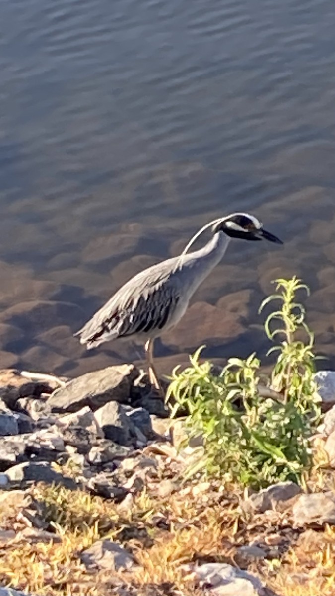 Yellow-crowned Night Heron - ML620172573