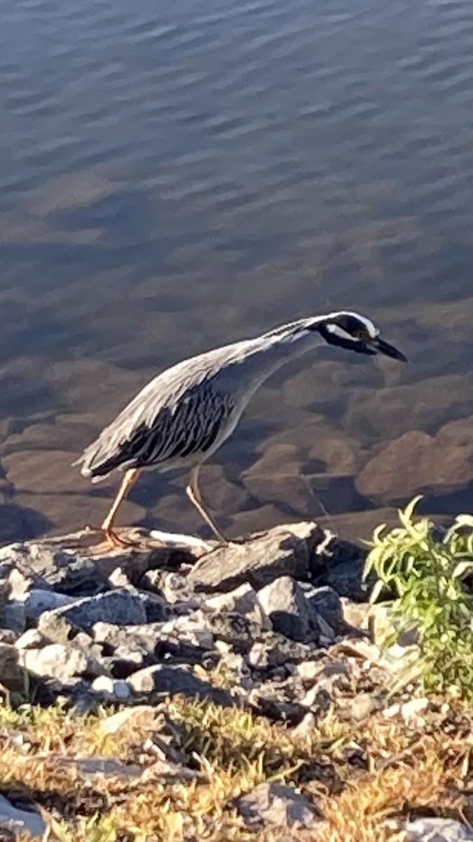 Yellow-crowned Night Heron - ML620172574