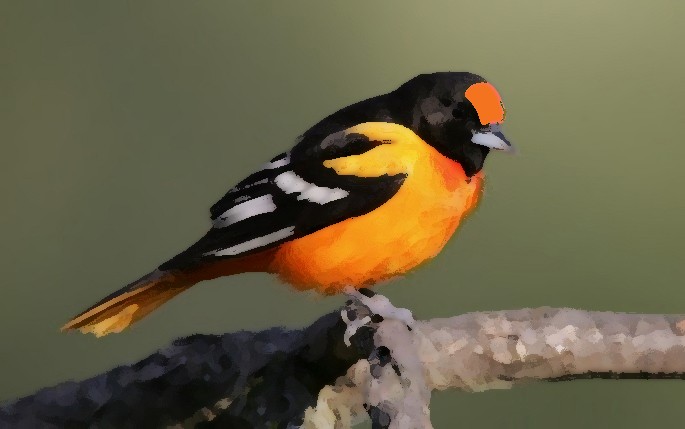 Baltimore Oriole - ML620172576