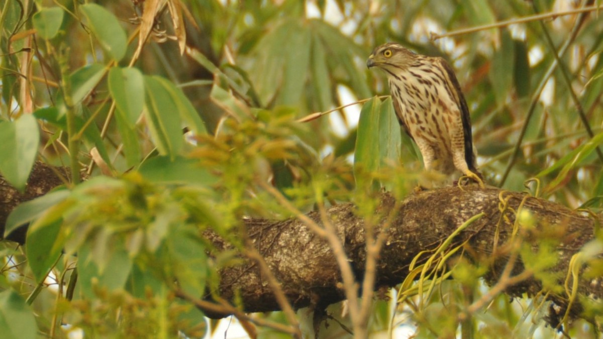 Crested Goshawk - ML620172588