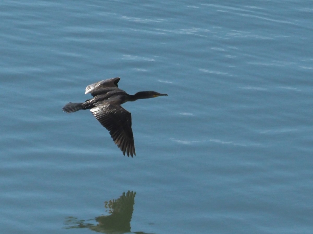 Double-crested Cormorant - ML620172589