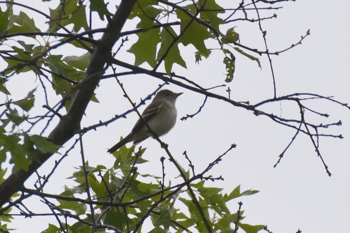 Alder Flycatcher - ML620172602